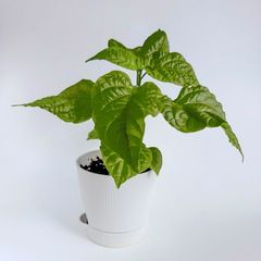 Фото 3
