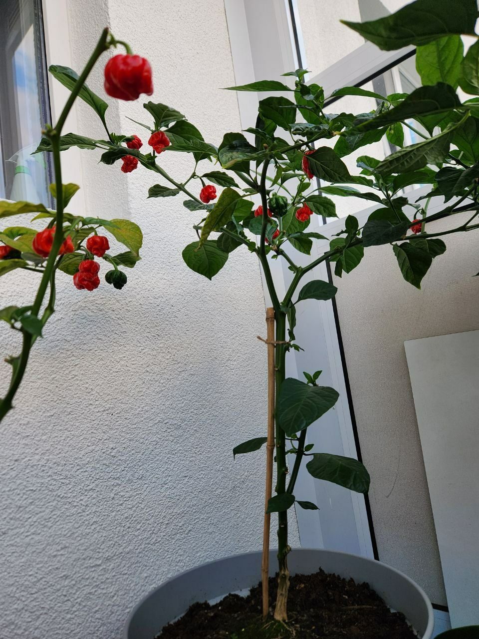 Фото 4